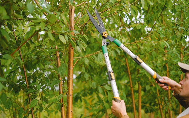 Tree trimming in Rolling Prairie, IN